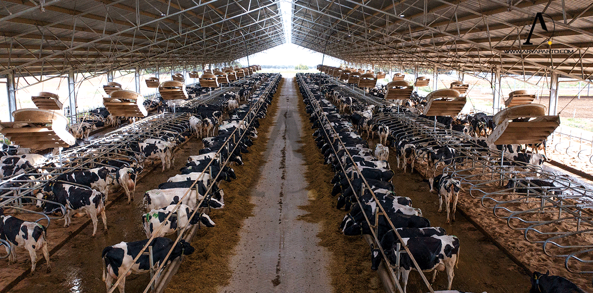 dairy farm manure management